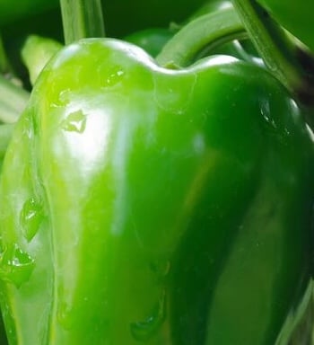 Green Pepper Trial in China