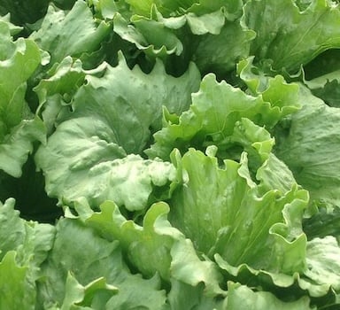 Polysulphate<sup>®</sup> Lettuce Trial in Israel