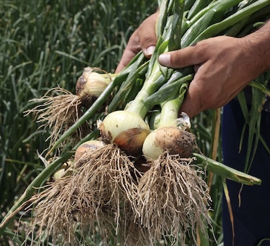 Onion Trial with Agromaster<sup>®</sup>