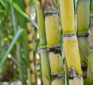 Polysulphate<sup>®</sup> Sugarcane Trial in USA