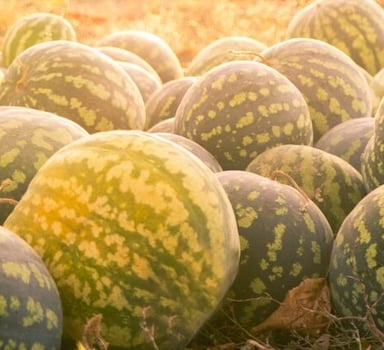 Polysulphate<sup>®</sup> Watermelon Trial in Malaysia