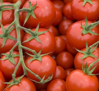 Polysulphate<sup>®</sup> Tomato Trial in Israel