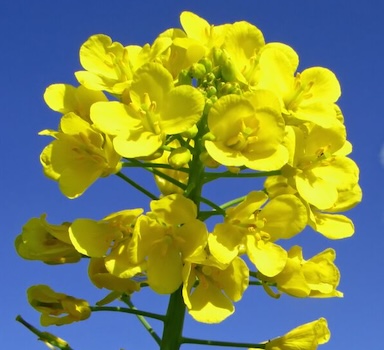 UK Polysulphate<sup>®</sup> Winter Oilseed Rape Trial