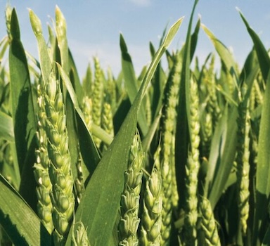 Polysulphate<sup>®</sup> Winter Wheat Trial in the UK