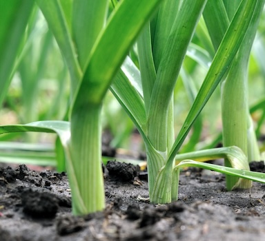 Improving Leeks with Agrocote<sup>®</sup> Max