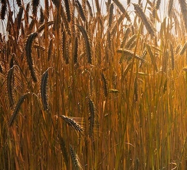 Winter Wheat Trial with Agromaster<sup>®</sup>