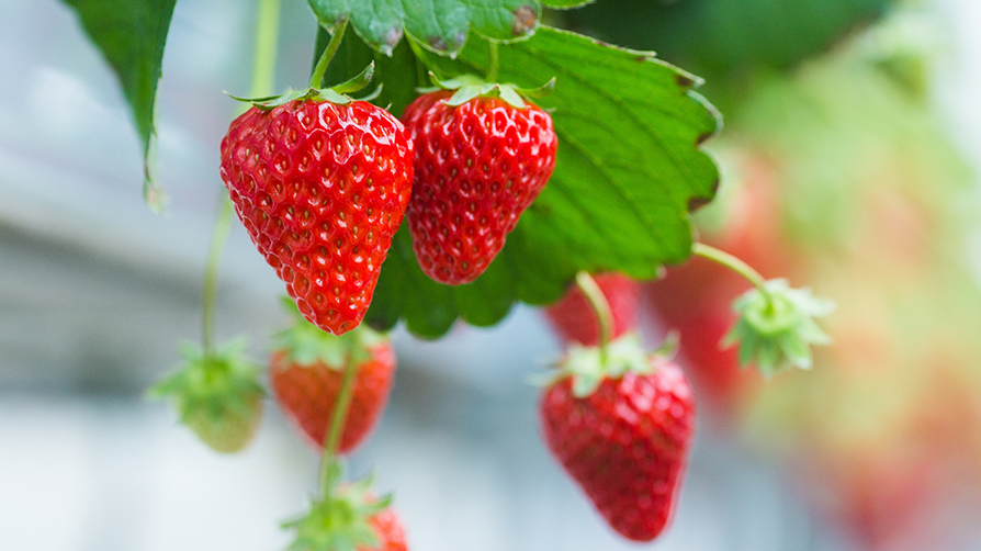 Links naar handige content over aardbeien