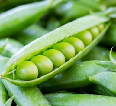 Polysulphate<sup>®</sup> Vining Pea Trial in the UK