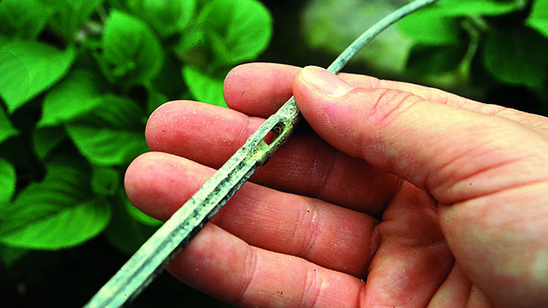 Gocciolatori non ostruiti sono necessari per ottenere la massima resa e permettere l'ottimale efficienza di utilizzo dell'acqua.