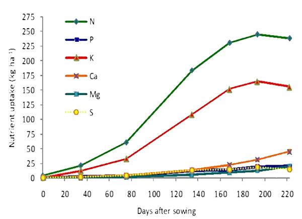 A line graph showing the total nutrient uptake (kg/ha) of six elements—Nitrogen (N), Potassium (K), Phosphorus (P), Calcium (Ca), Magnesium (Mg), and Sulfur (S)—over 220 days after sowing. Nitrogen shows the highest uptake, peaking near 250 kg/ha, followed by Potassium, which peaks at about 165 kg/ha. The remaining nutrients peak significantly lower, between 25 and 50 kg/ha.