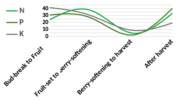 A line graph showing nutrient uptake in grapes across growth stages, with nitrogen (N), phosphorus (P), and potassium (K) levels fluctuating from bud-break to fruit, berry-softening, harvest, and post-harvest stages