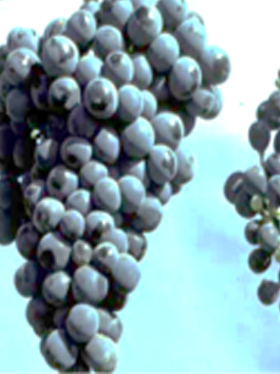 Close-up of ripe purple grape clusters hanging from a vine against a light background