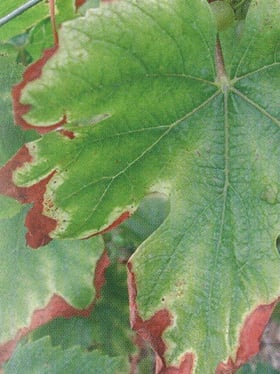 A grapevine leaf showing brown necrotic edges and yellowing between the veins, indicating possible potassium deficiency or leaf burn