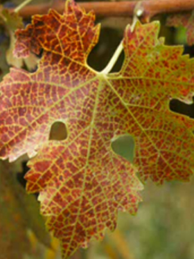 A close-up of a grapevine leaf with reddish-brown discoloration forming a network pattern along the veins, indicating possible nutrient deficiency or stress