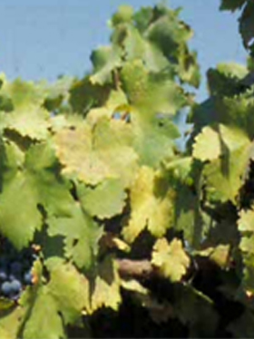 Grape vine leaves showing yellowing and chlorosis, indicating possible nutrient deficiency under bright sunlight