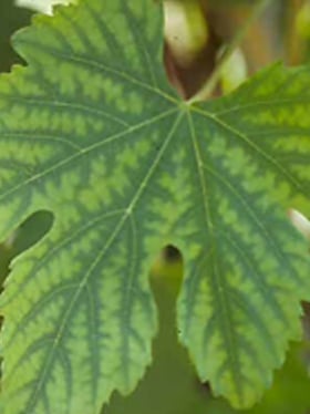 A grapevine leaf showing interveinal chlorosis with bright green veins and yellowing areas between them, typical of Manganese deficiency