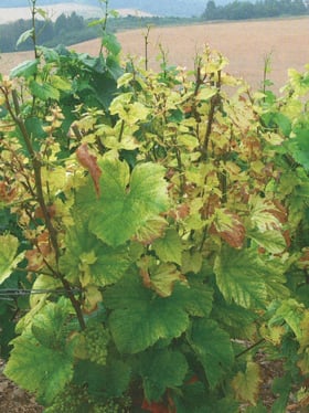 A grapevine with leaves showing widespread yellowing and browning, indicating severe nutrient deficiency or stress, growing in a vineyard field