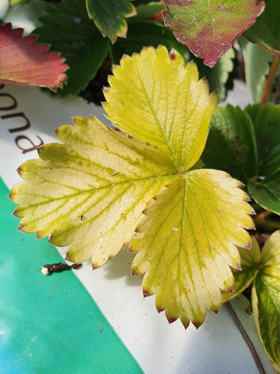 A strawberry leaflet showing severe discoloration, with the leaf tissue transitioning from green to a prominent bright yellow/lime green, while the leaf edges and some interveinal areas show patches of deep red or purple. This pattern suggests a combination of nutrient deficiencies, such as Iron (Fe) (for the chlorosis) and Potassium (K) (for the marginal purpling/reddening).