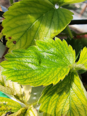 A close-up image of a strawberry plant leaflet showing signs of interveinal chlorosis, a common symptom of iron micronutrient deficiencies. The tissue between the dark green veins is bright yellow or lime green, creating a web-like pattern across the leaf surface.
