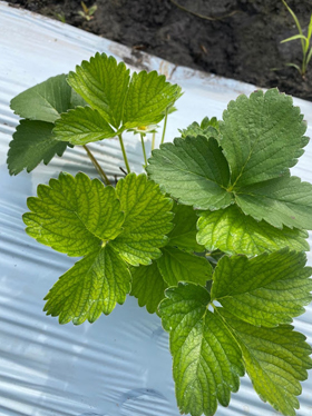 A close-up image of a strawberry plant with new, healthy foliage. The leaves are a bright, vibrant green, and the surface shows prominent veins and a slightly crinkled or bubbled texture, indicative of good health or a specific variety. The plant is growing on white plastic mulch, with dark soil visible in the background.