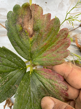 A very close-up image of a strawberry leaf held by a person's hand, showing clear signs of damage or nutrient deficiency. The leaf is a mix of colors: its natural deep green is mottled with patches of reddish-purple and brown tissue, particularly towards the tips and edges of the leaflets, indicative of potential Potassium (K) deficiency or disease.