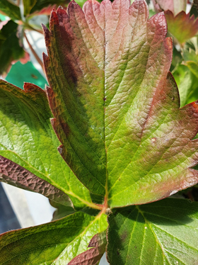 A very close-up image of a strawberry leaf held by a person's hand. The leaf exhibits a mix of colors: its central veins and some interior tissue are green, while the margins and areas between the veins are severely discolored with patches of deep reddish-purple and brown necrosis. This pattern of discoloration is a classic symptom of Potassium (K) deficiency.