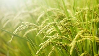 Precise Potassium Fertilization for Double Crop Rice