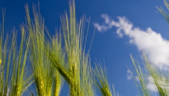 Biostimulants Help Grain Crops Withstand Stress