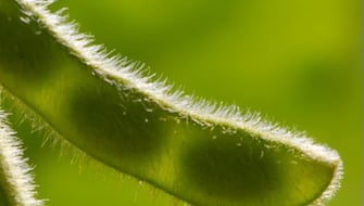 Biofortification of Plants to Benefit People