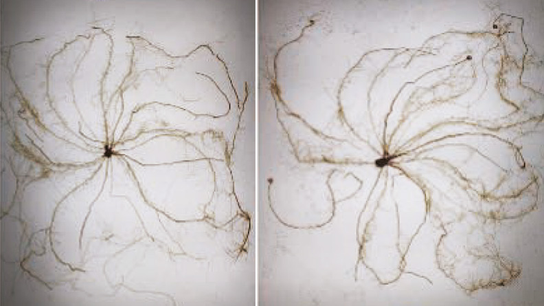 Roots from maize plants grown with biostimulants (right) showed greater root length and volume than the control plants.
