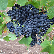 Grape