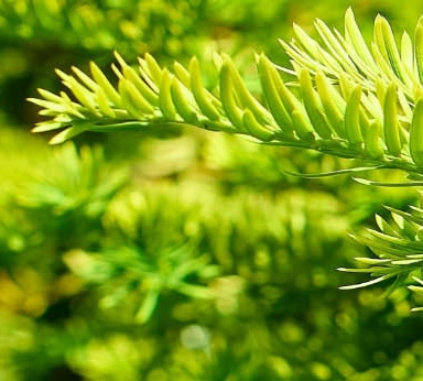 Norway Spruce and Agroblen<sup>®</sup>