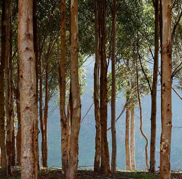 Eucalyptus and Agroblen<sup>®</sup>