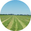 Grass
