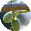 Crop image
