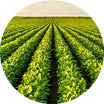 Crop image