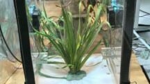Wetting agents increase drought resilience and plant growth