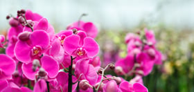 Geringere Nährstoffemissionen bei Phalaenopsis mit Osmocote