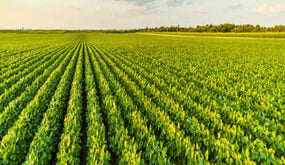 Soybean