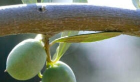 Fertilizante foliar para cada etapa y necesidad del cultivo del olivar: Agroleaf® Power