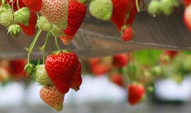 Strawberry