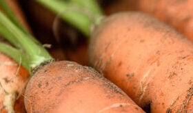 Carrot