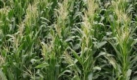 Maize
