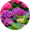 Crop image
