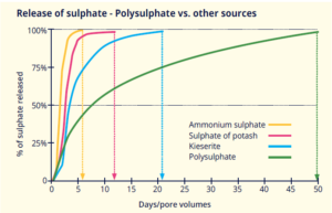 A graph comparing sulfate release over time from different fertilizer sources — ammonium sulfate, sulphate of potash, kieserite, and Polysulphate — showing Polysulphate’s gradual and sustained nutrient release over 50 days.