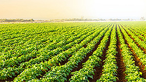 Nova QuicK-Mg Listed for Organic Production