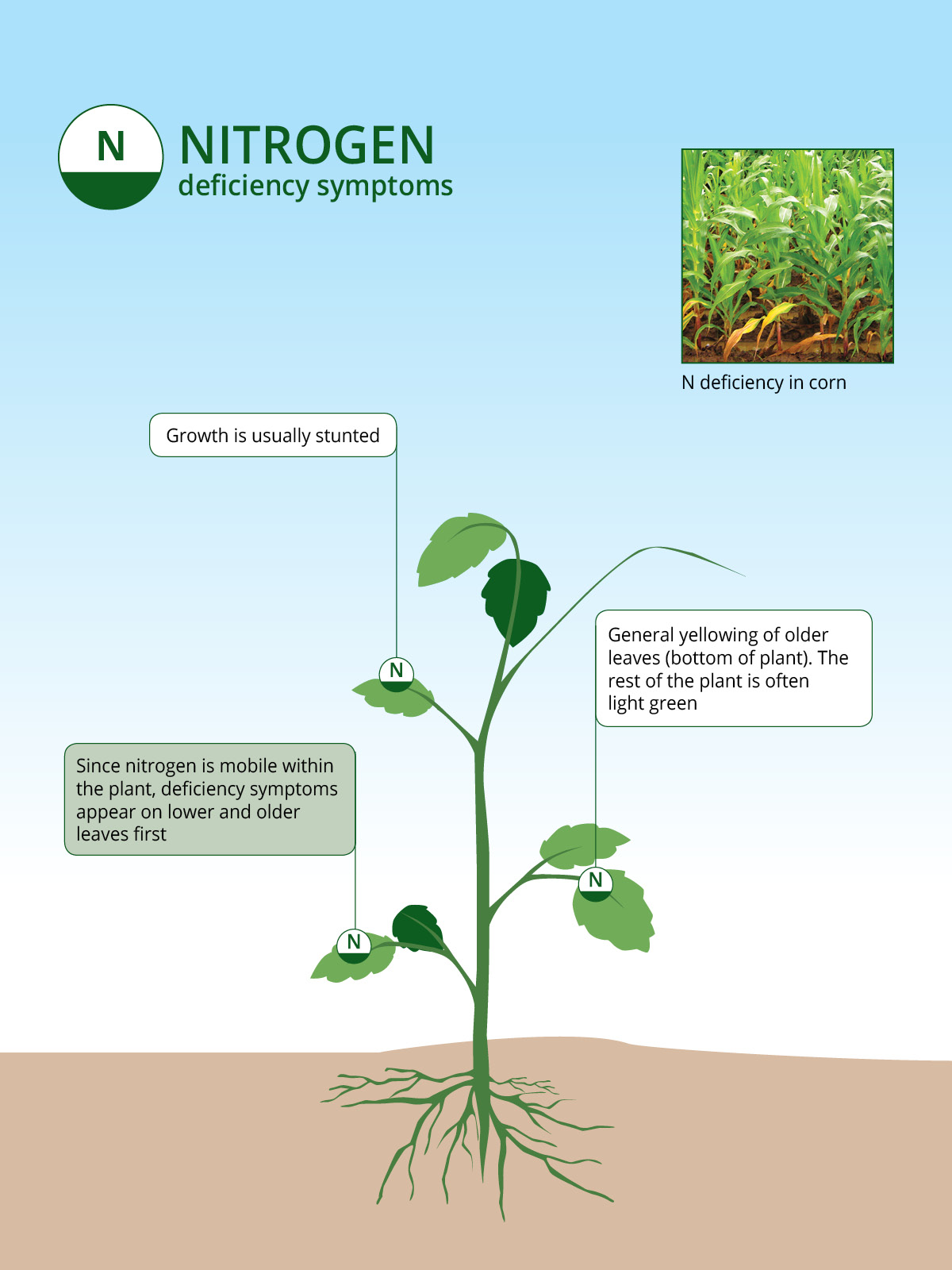 Nitrogen deficiency symptoms