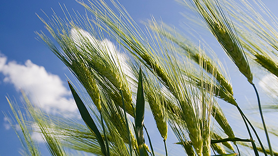 Pro-Cert Organic Approval for Polysulphate Premium