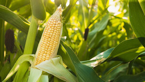 Sulfur based fertilizers from ICL