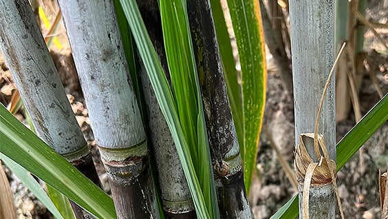 Polysulphate<sup>®</sup> Sweetens Sugarcane Production